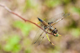 Image of Four-spotted Chaser