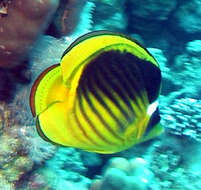 Image of Diagonal Butterflyfish