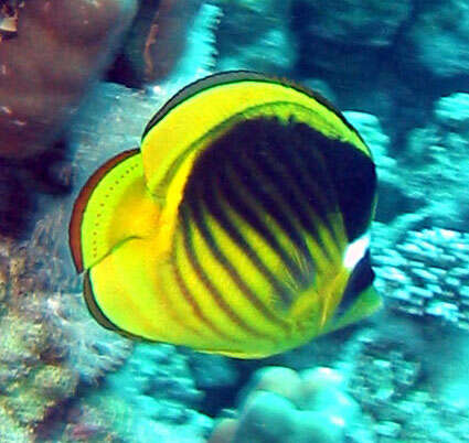 Image of Diagonal Butterflyfish