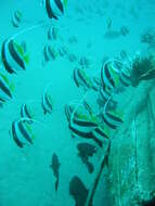 Image of Bannerfish