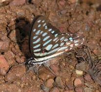 Image de Graphium arycles (Boisduval 1836)