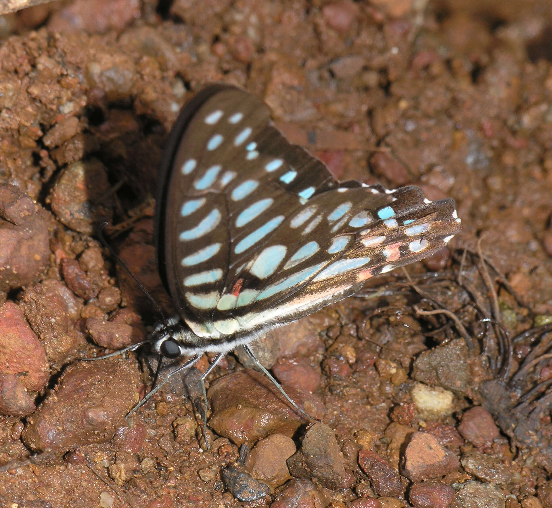 Image de Graphium arycles (Boisduval 1836)