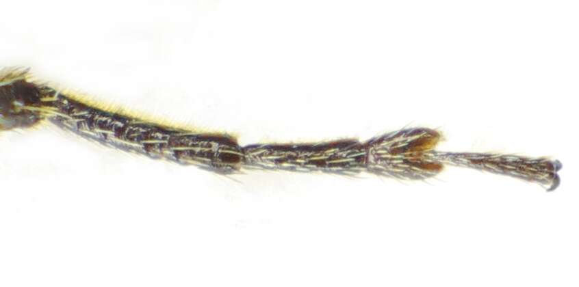 Image of Theophilea subcylindricollis Hladil 1988