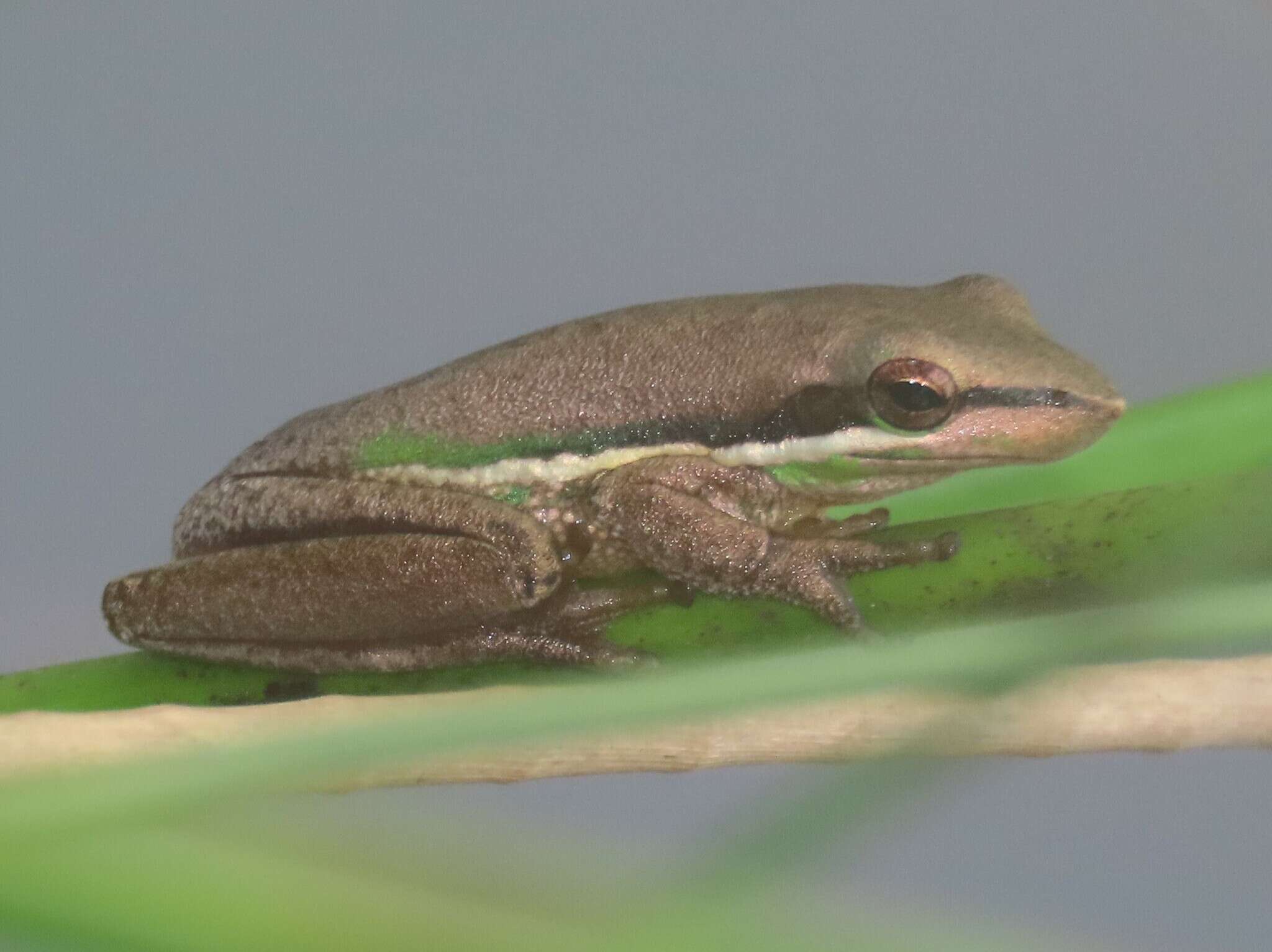 Image de Litoria olongburensis Liem & Ingram 1977