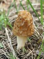 Image of Yellow Morel