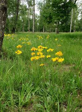 Image of mountain arnica