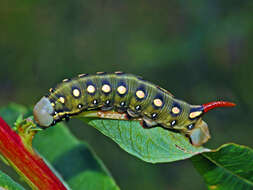 Image of Galium Sphinx