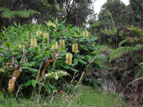 Imagem de Hedychium gardnerianum Sheppard ex Ker Gawl.