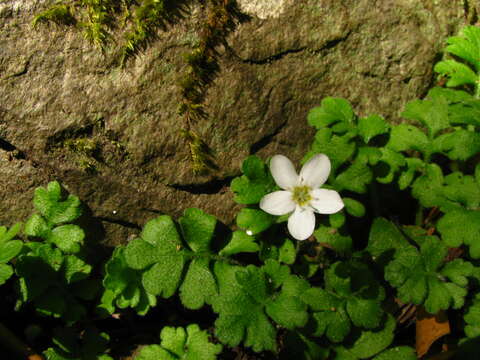 Ellisiophyllum pinnatum (Wall. ex Benth.) Makino resmi