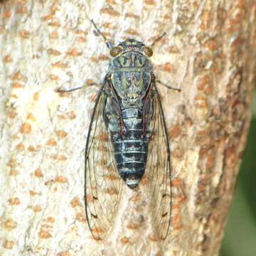 Meimuna opalifera (Walker & F. 1850) resmi