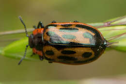 Image of Chrysomela (Macrolina) confluens Rogers 1856