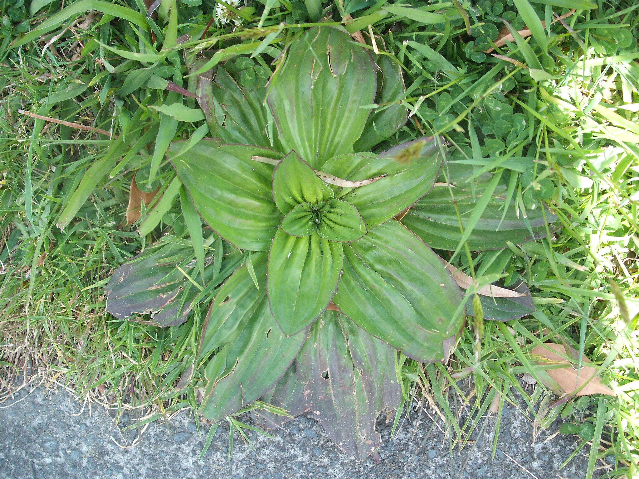 صورة Plantago australis Lam.