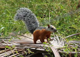 Image of Variegated Squirrel