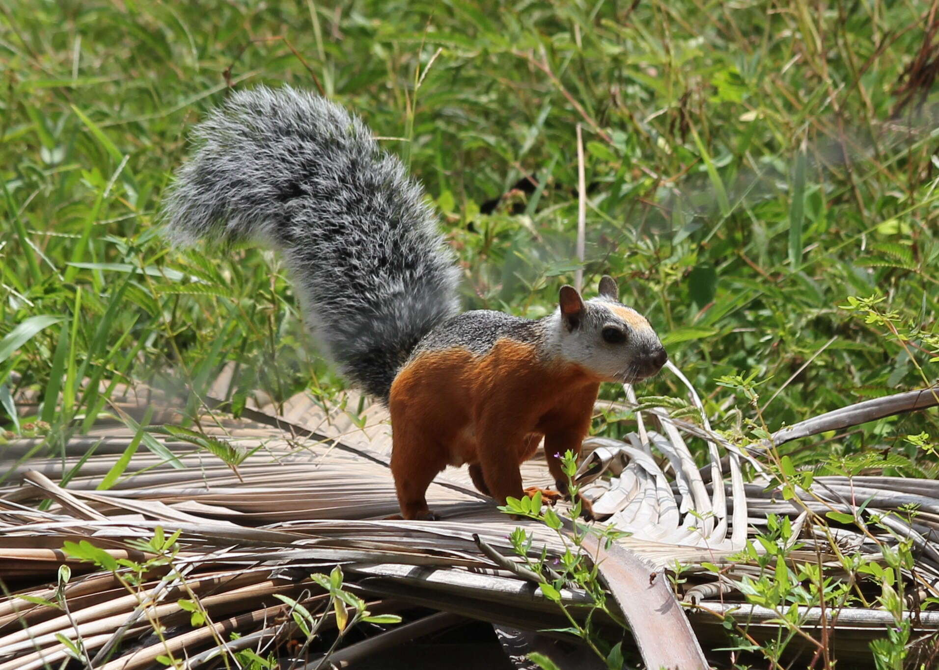 Image of Variegated Squirrel