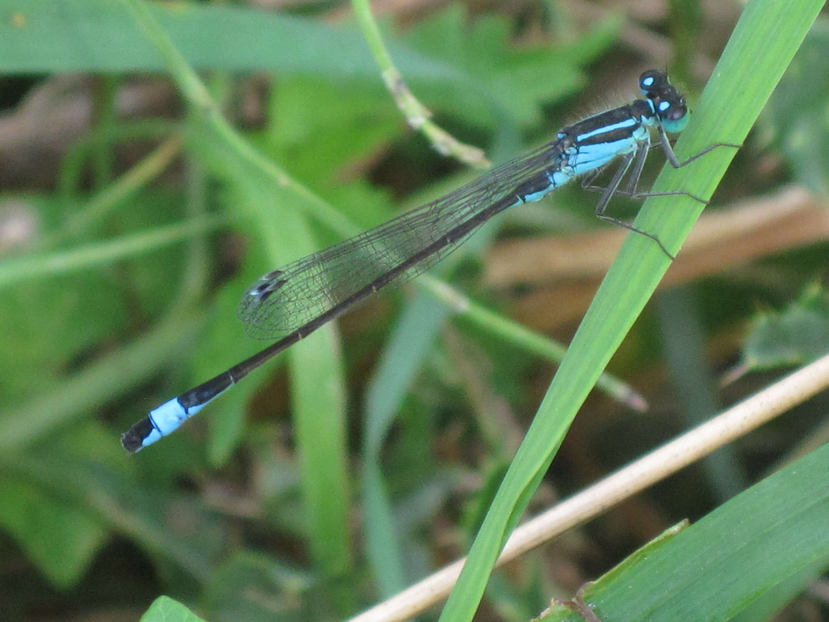 Imagem de Ischnura elegans (Vander Linden 1820)