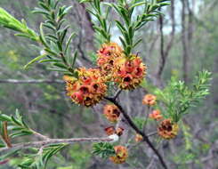 Слика од Kunzea glabrescens H. R. Toelken