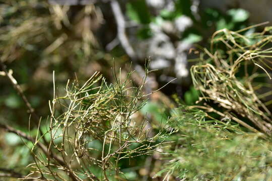 صورة Genista radiata (L.) Scop.