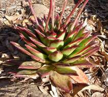 Image of Echeveria agavoides Lem.