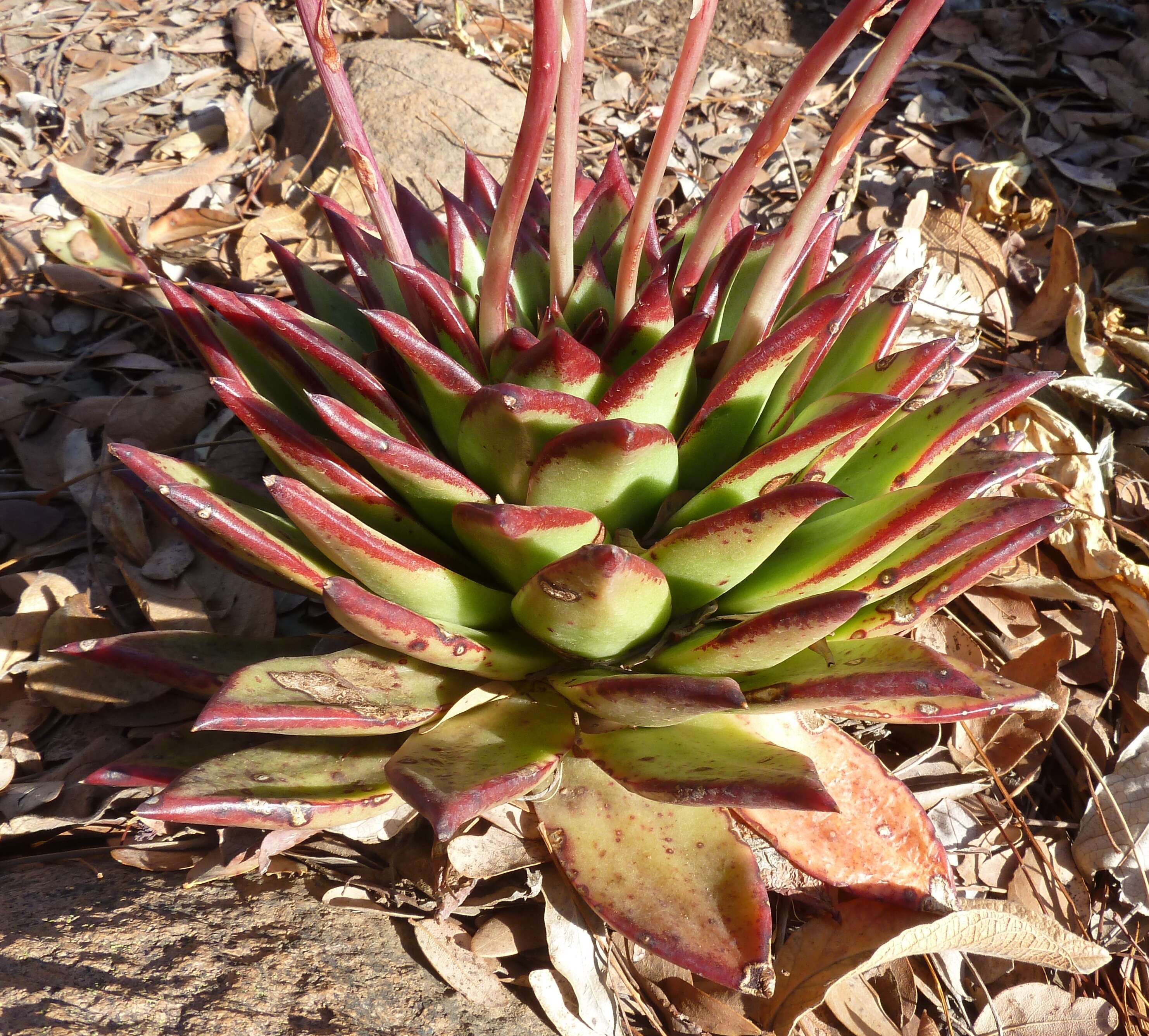 Image of Echeveria agavoides Lem.