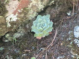 Image of hens and chicks