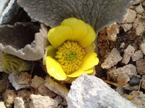 Image of Ranunculus paucifolius T. Kirk