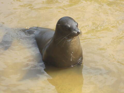 Image of Sea Lion