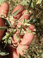 Слика од Croton californicus Müll. Arg.