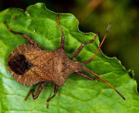 Image of Coreus