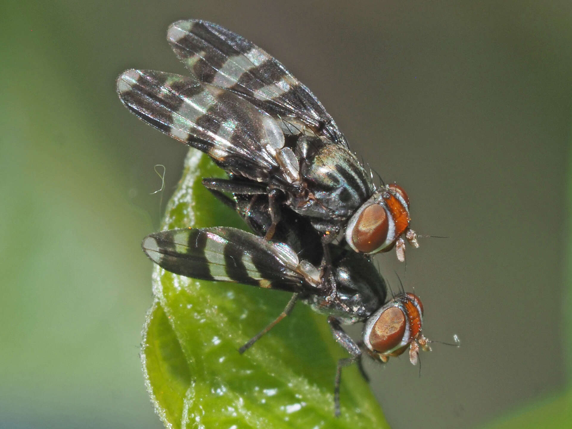 Image of Herina frondescentiae (Linnaeus 1758)