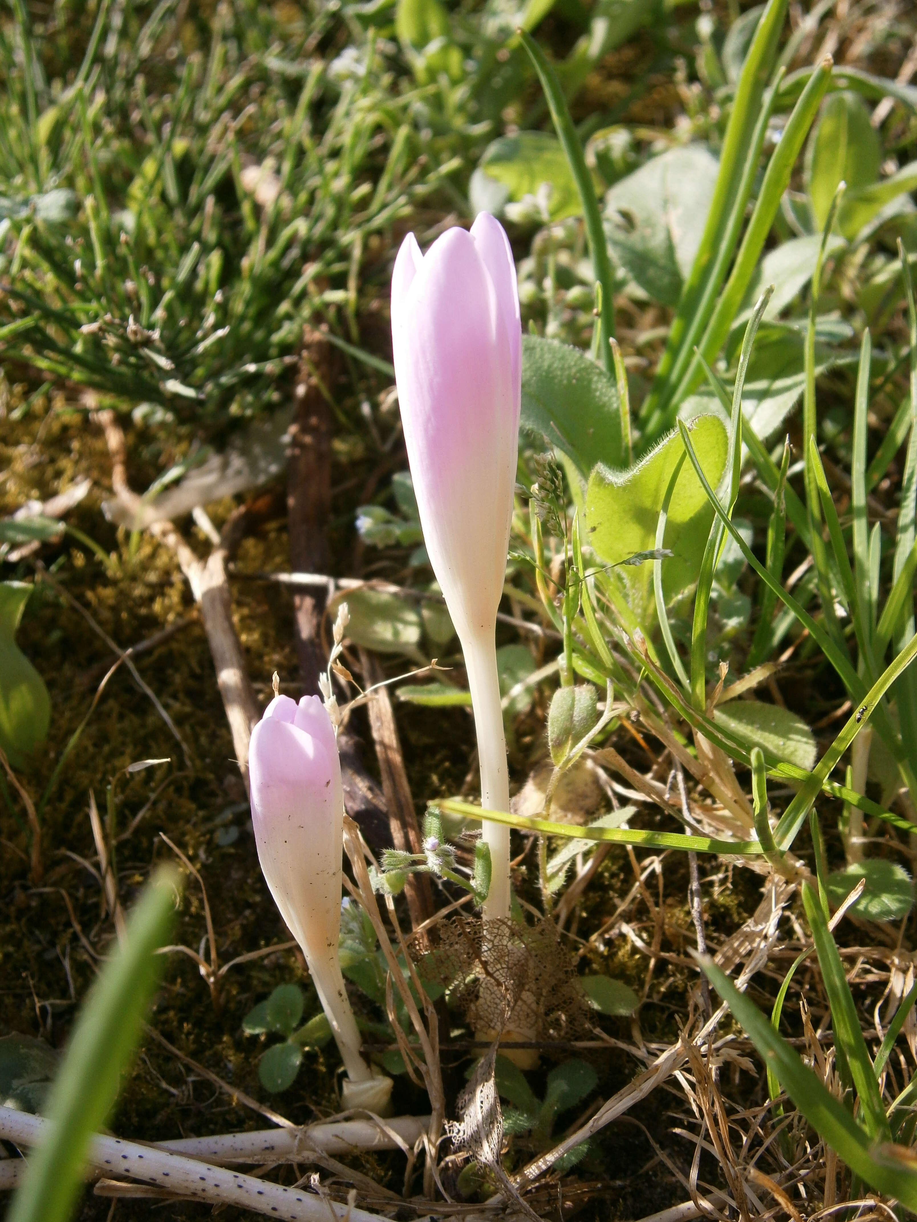 Image of Autumn crocus