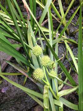 Image de Sparganium americanum Nutt.