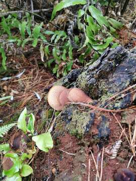 Image of Tricholomopsis ornaticeps (G. Stev.) E. Horak 1971