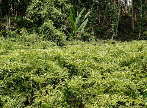 Image of Amorphophallus bulbifer (Roxb.) Blume