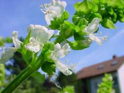 Image de Ocimum americanum L.