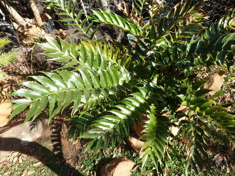 Image of Japanese netvein hollyfern