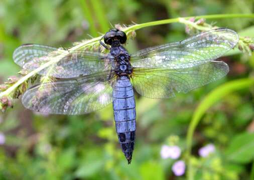 Image of Lyriothemis pachygastra (Selys 1878)