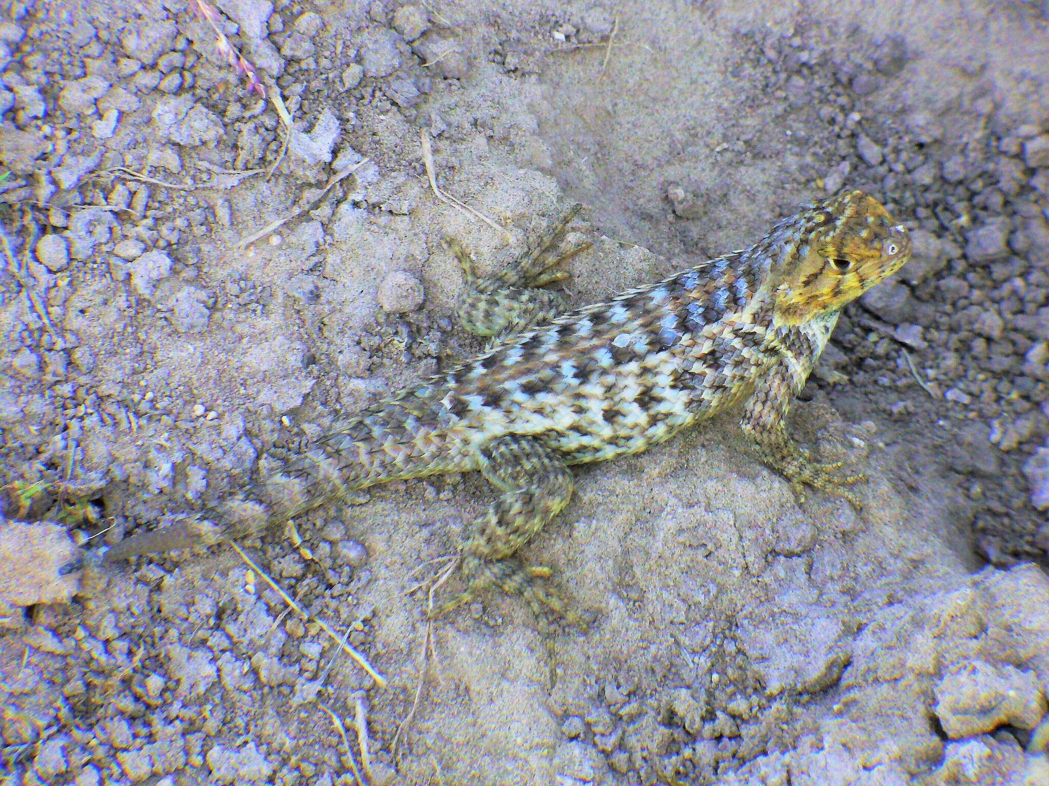 Image of Baja California Spiny Lizard