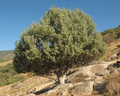 Image of Prickly Juniper