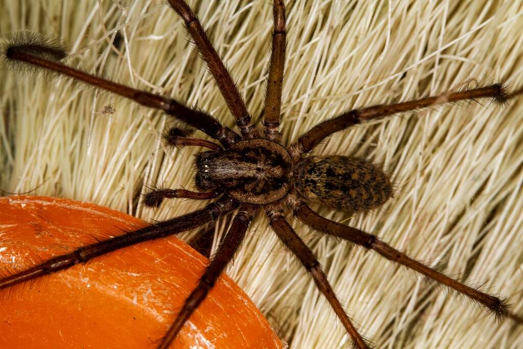 Image of Giant House Spider