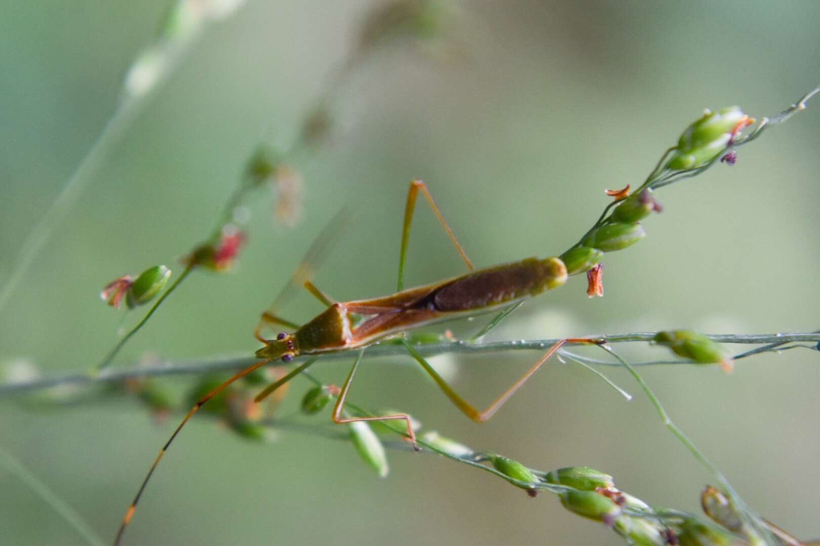 Imagem de Leptocorisa acuta (Thunberg 1783)