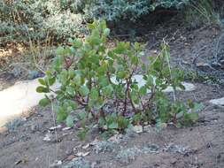 Image of greenleaf manzanita