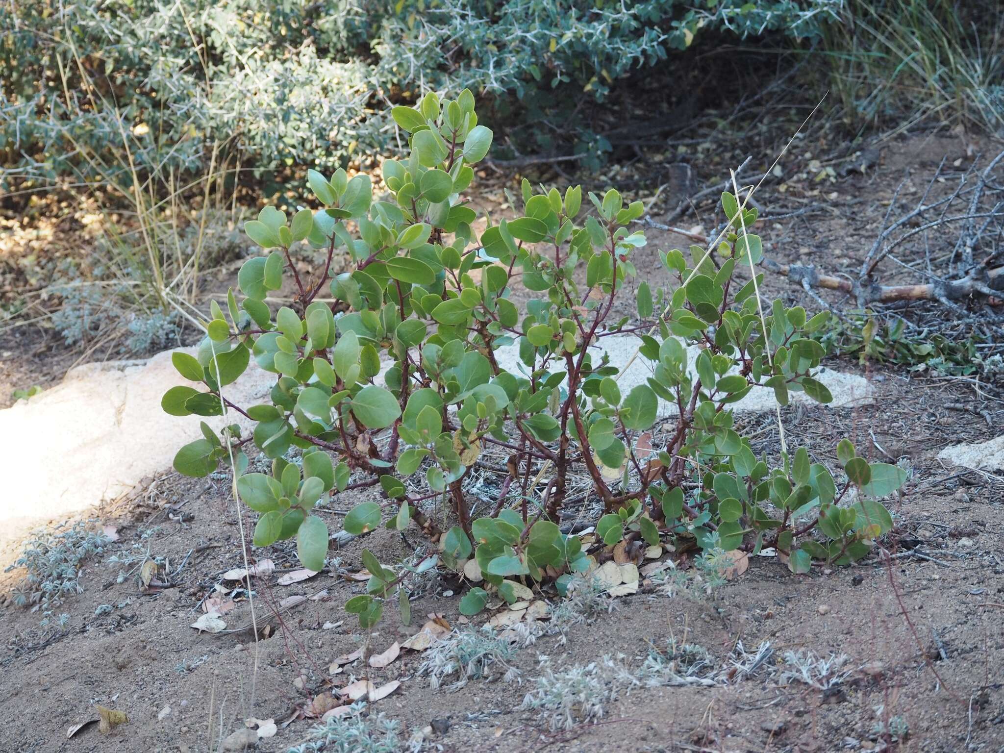 Image of greenleaf manzanita