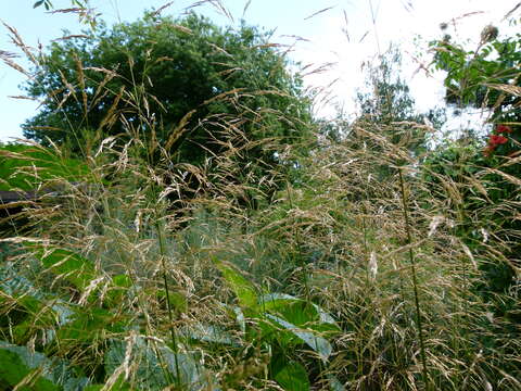 Image of Tufted Hair-grass