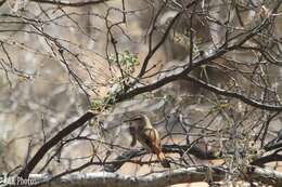 Image of Kalahari Scrub Robin