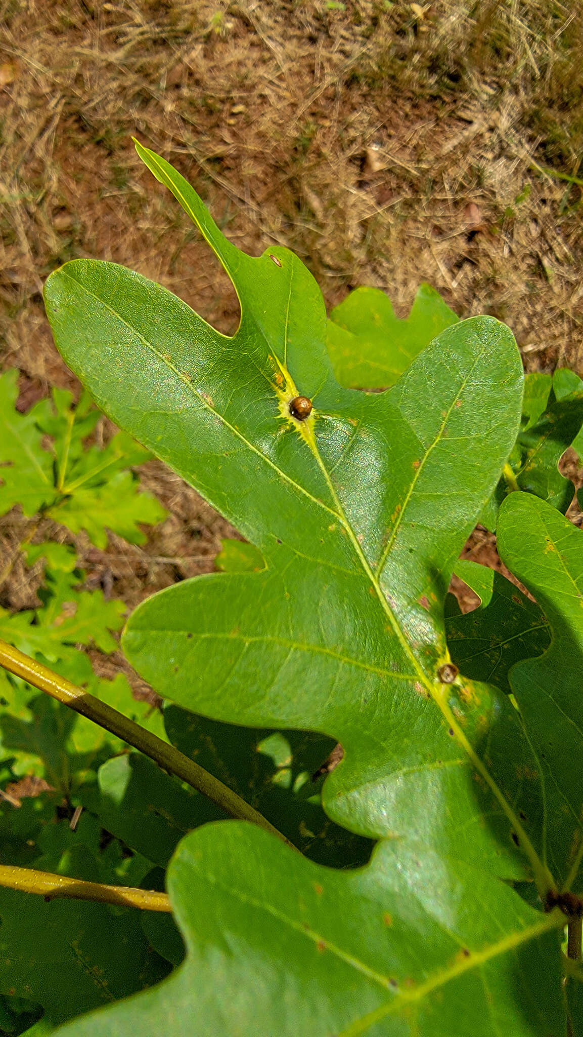 Image of Leaf Kermes