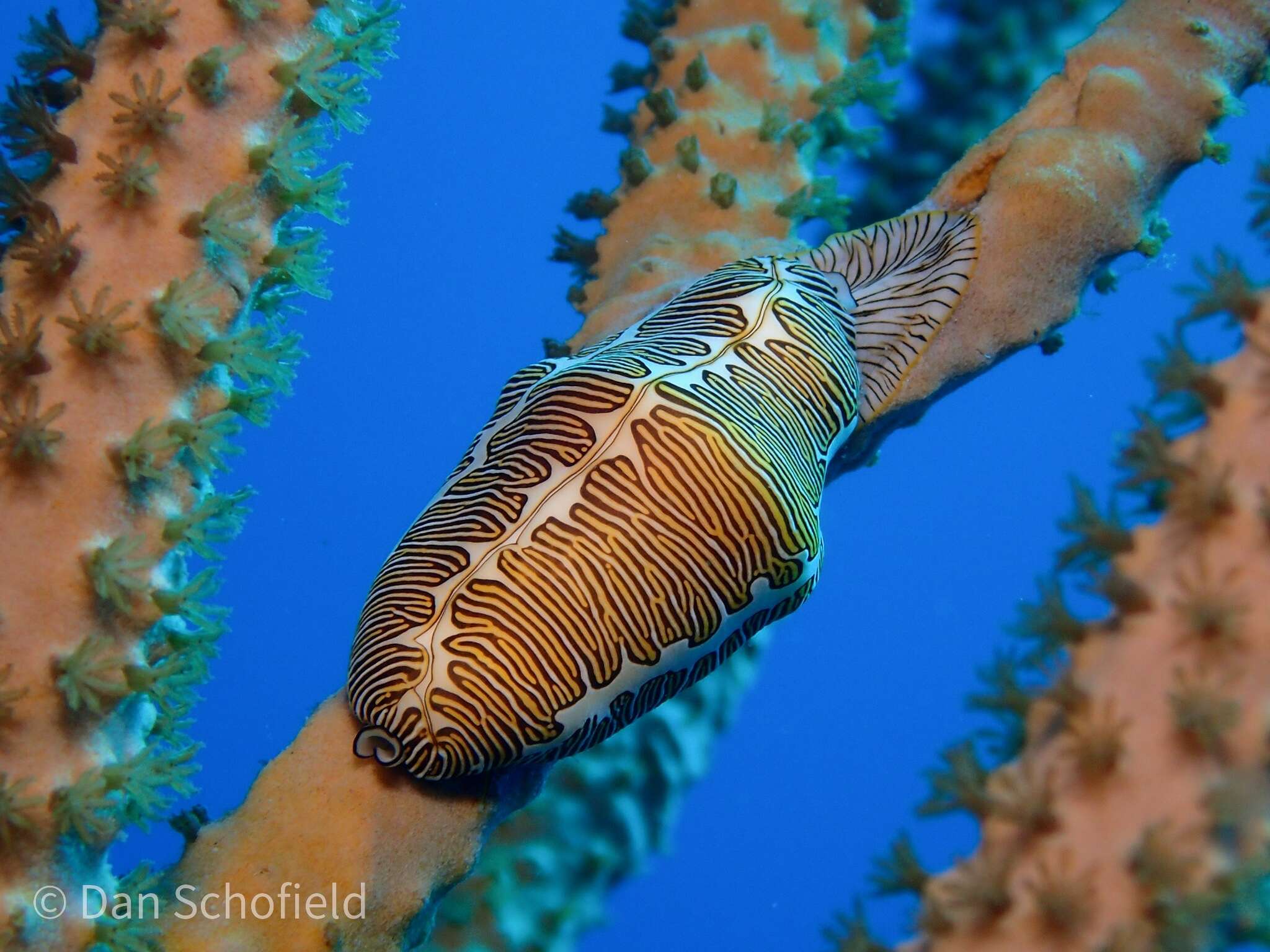 Image of Fingerprint cowry