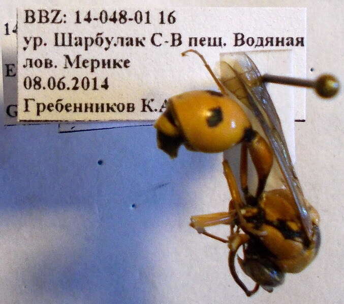 Слика од Eumenes tripunctatus (Christ 1791)