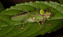 Image de Loboscelis bacatus Nickle & Naskrecki 1999