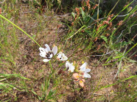 Image of Ixia versicolor G. J. Lewis