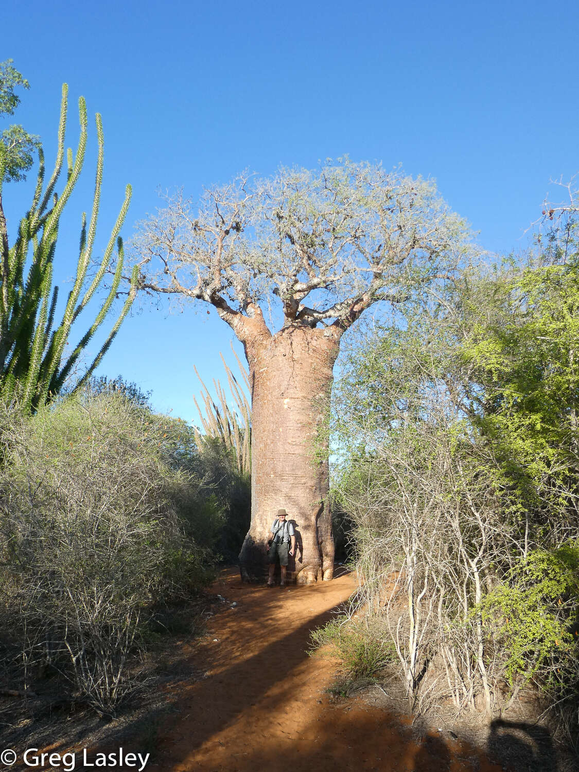 Image of Fony baobab